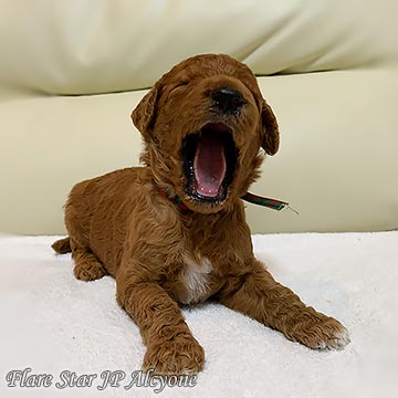 �u���[�_�[�@���Ɂ@��B